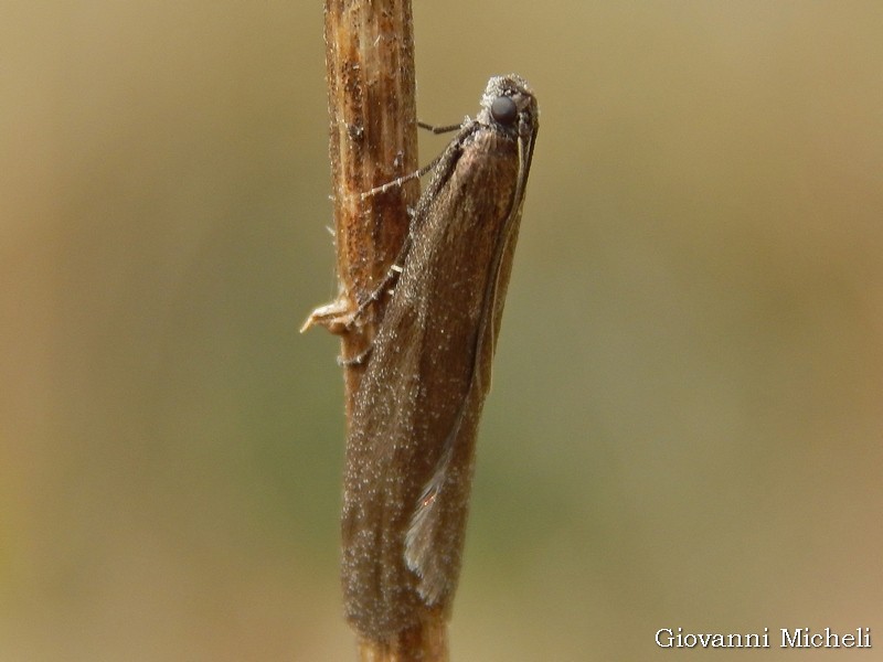 Pyralidae Phycitiinae ...ma poi?